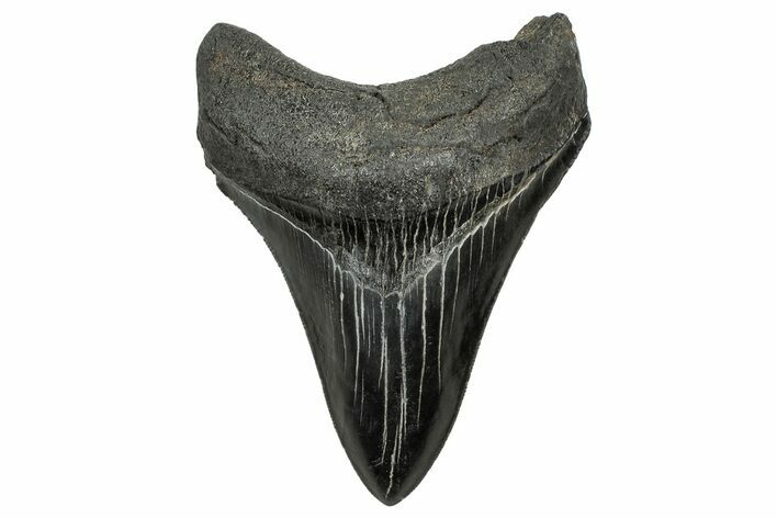 Serrated, Fossil Megalodon Tooth - South Carolina #328607